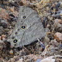 Melanitis leda Linnaeus, 1763